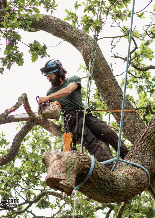 Residential tree pruning and cutting services in Sydney