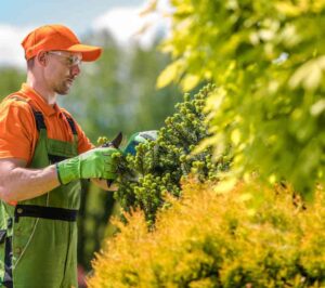 Hedge trimming and tree pruning by Equip Tree Services in Sydney