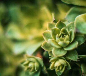 Safe and affordable tree cutting services in Sydney