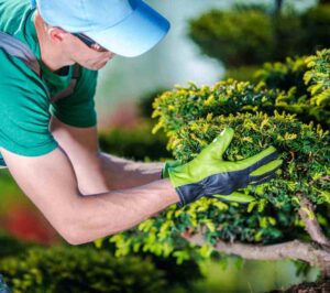 Residential and commercial tree services in Sydney area