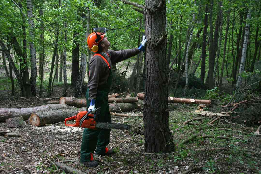 Tree Trimming