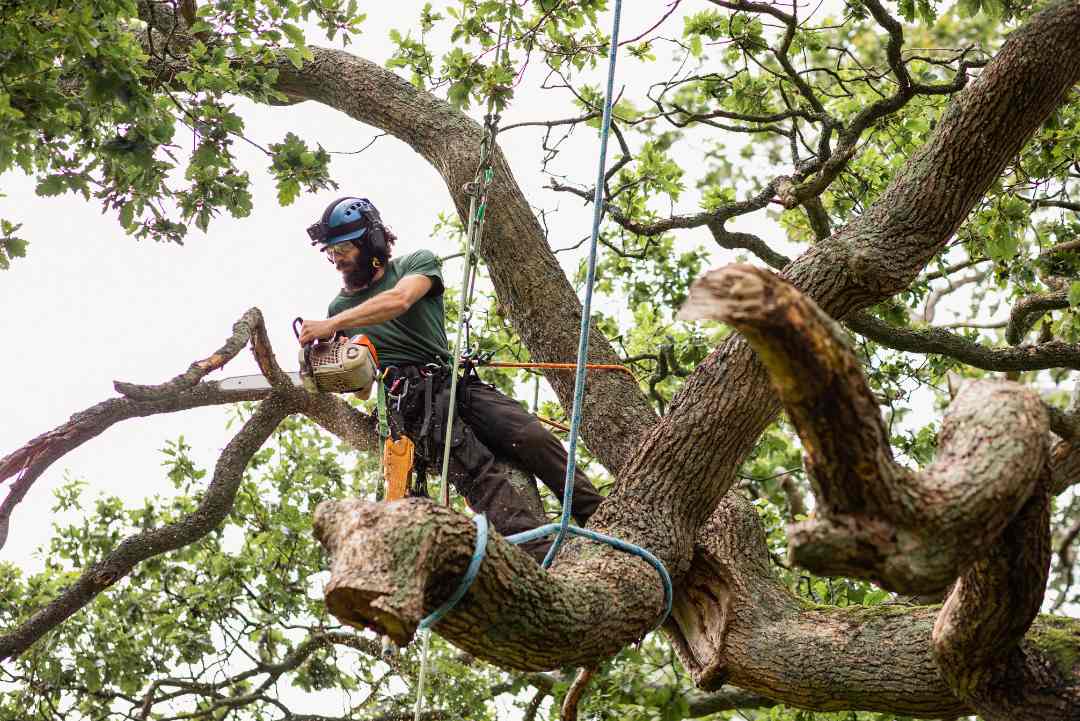 Stump Removal
